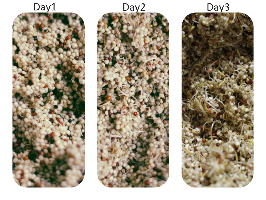 Sprouting Quinoa Insun Lee